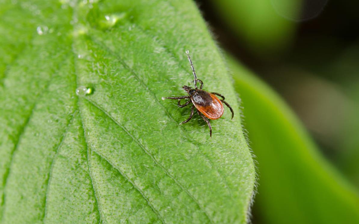Pas op voor teken op golfbanen